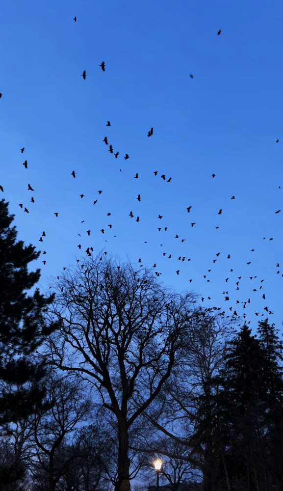 Large murder of crows flying overhead in Galesburg.